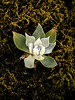Desert Flowers & Plants Photos : Flowers and plants.